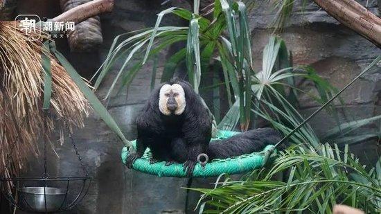 炒股配资论坛官网 “zoo walk”为啥火了？