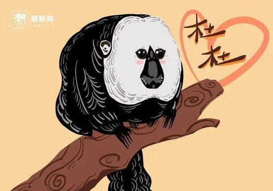  记者用漫画复刻杜杜的样貌。
